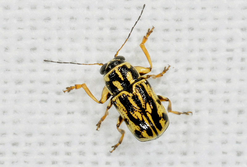 cfr. Pachybrachis hippophaes o P. ruffoi,  Chrysomelidae